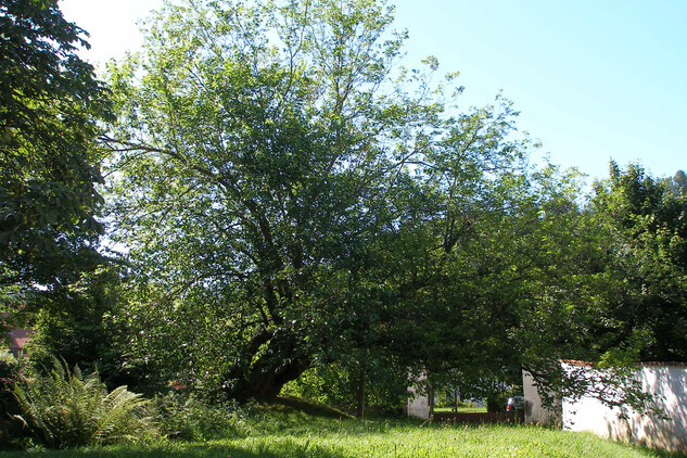 Morušovník černý