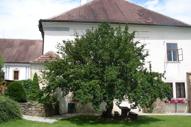 Dřín obecný