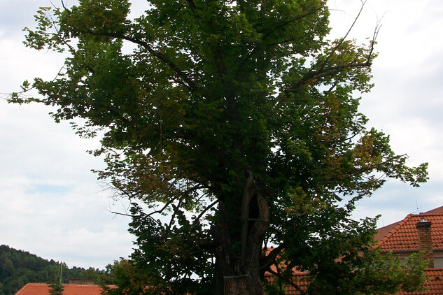 Památná lípa na návsi